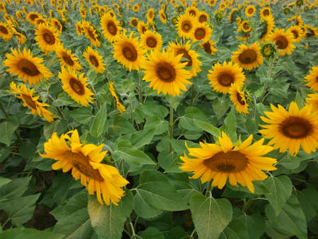 background flowers sunflower on the field close-upの写真素材