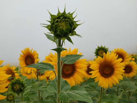 not blooming sunflower early in the morning on a background of fogの写真素材