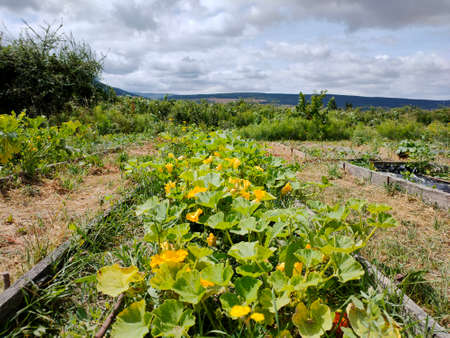vegetable garden, blooming pumpkin in the mountainsの写真素材