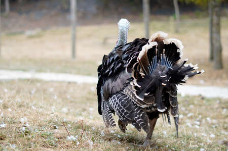 pretentious turkey walks in the meadow, view from the backの写真素材
