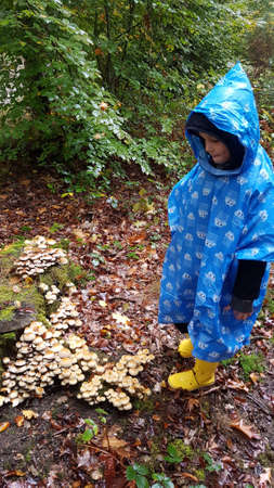 a child in a raincoat in a bad weather in the forest looks at inedible mushroomsの写真素材