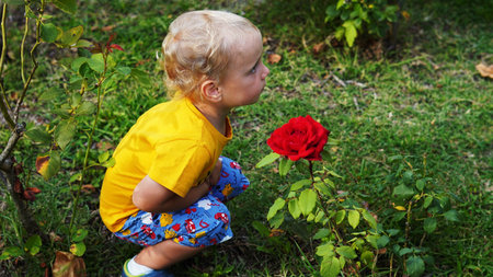 Little blond boy sitting near a red roseの写真素材