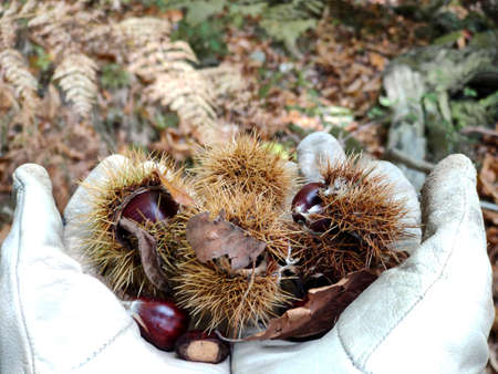 forest chestnuts in the hands of a man in mittens in the forestの写真素材