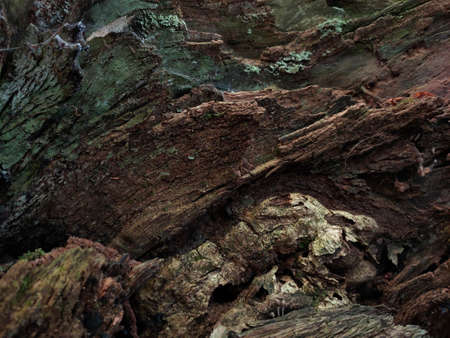 background, texture, image of oak bark in evening autumn tones of brown and green shadesの写真素材