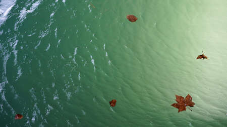 green water background with autumn leaves, place for inscriptionの写真素材
