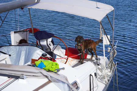 leopard dog on a yacht, pleasure boat on November 8, 2021, getaria village, northern spainのeditorial素材