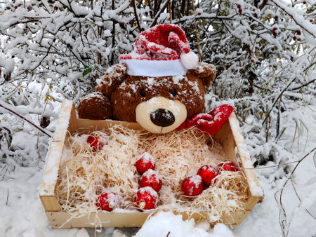 Christmas bear sits under a snowy bush with a box of christmas ballsの写真素材