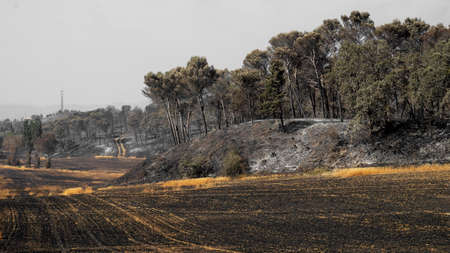 Scorched earth, fires due to high temperatures. A field with burnt wheatの写真素材