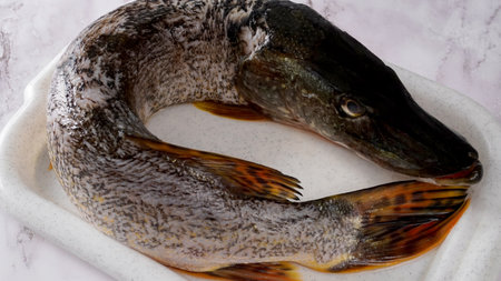 large cleaned fish: pike on a white tray, ready for preparing fish bleuの写真素材