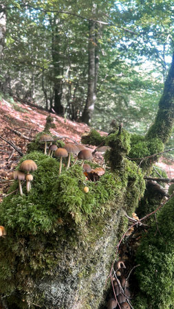 Coprinellus micaceus- fungus of the Psathyrellaceae family. Gray mushrooms grow in the forest.の写真素材