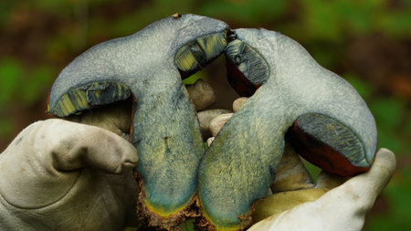 Mushroom Neoboletus erythropus from the Boletaceae family. In the hands and cut in half, the characteristic blueness of the mushroom when cutの写真素材