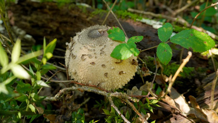 Fungus: Macrolepiote procera or umbrella. that grows in the oak forestの写真素材