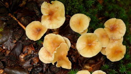 Mushroom (Flammulina velutipes), cresa in the forest, close-up photoの写真素材