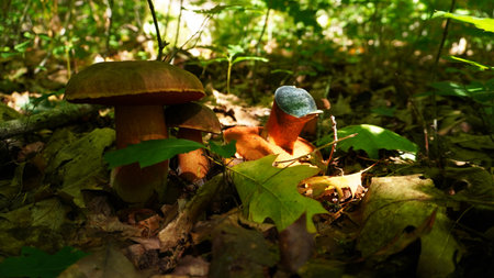 Group of Fungus Neoboletus erythropus of the Boletaceae family. Growing in the forest, among the oak leaves.の写真素材