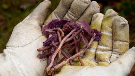 Mushrooms (Laccaria amethystina) on the palms of a mushroom picker. close-upの写真素材