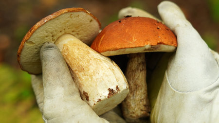 Leccinum quercinum together with boletus edulis, in the hands. concept: mushrooms that are easy to confuseの写真素材