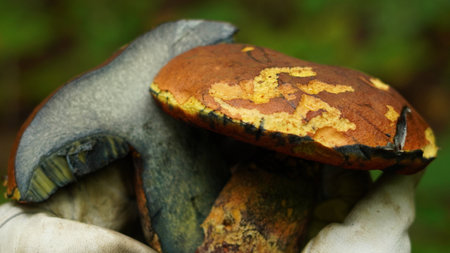 Mushroom Neoboletus erythropus from the Boletaceae family. In the hands and cut in half, the characteristic blueness of the mushroom when cutの写真素材