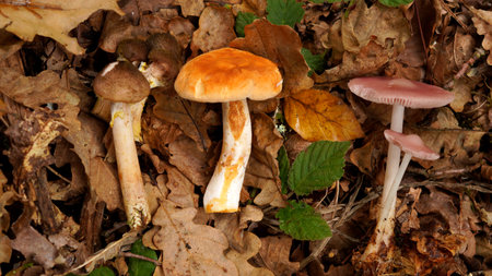Mushrooms (Mycena rosea, Hydnum repandum, Armillaria). Mushrooms of different colors on a background of oak leavesの写真素材