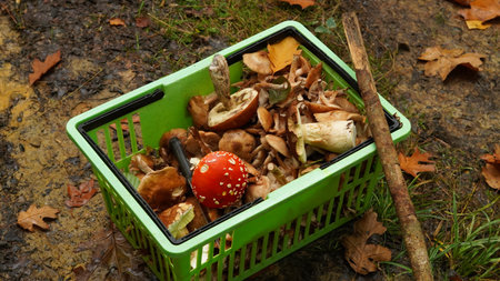 A plastic basket filled with different types of mushrooms, standing on the ground in the forest