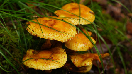 Pholiota limonella, fungus of the genus Pholiota. Mushroom in orange color, grows in the forestの写真素材
