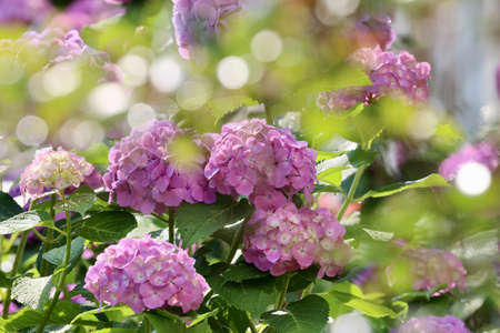 Pink purple hydrangea flowers that sparkle in the morning sunの写真素材