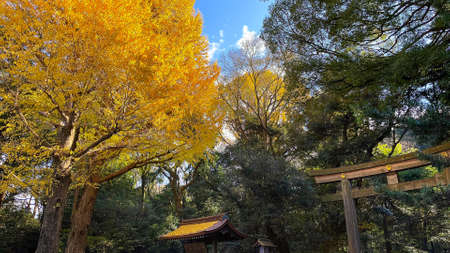 Leaves of a gingko tree with autumn leavesの写真素材