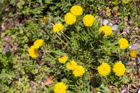 Dandelion Flowersの写真素材