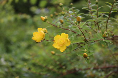 Yamabuki Flowers
Yellow Flowers Sunny daysの写真素材