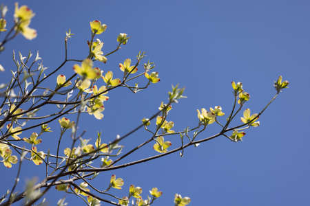 Blue Sky and Namizuki Spring Sceneryの写真素材