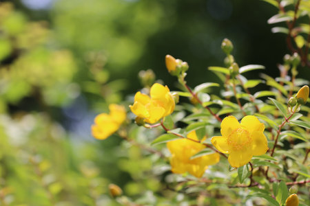 Yamabuki Flowers
Yellow Flowers Sunny daysの写真素材