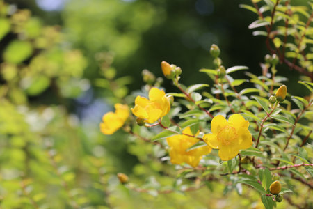 Yamabuki Flowers
Yellow Flowers Sunny daysの写真素材