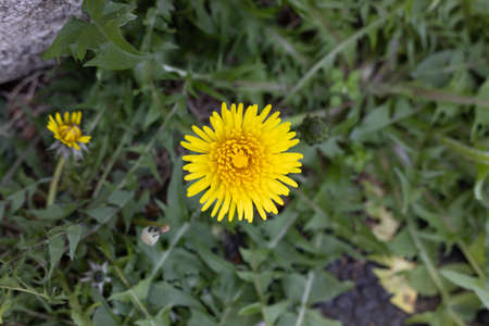 Dandelion Flowersの写真素材