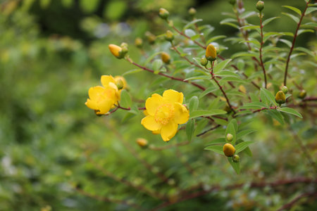 Yamabuki Flowers
Yellow Flowers Sunny daysの写真素材