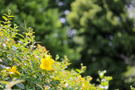 Yamabuki Flowers
Yellow Flowers Sunny daysの写真素材