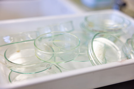 Petri dishes in the laboratory, close-up. Selective focus.の写真素材