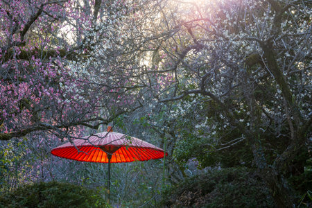 Japanese garden in the evening light with red plum blossoms and red Japanese umbrellasの写真素材