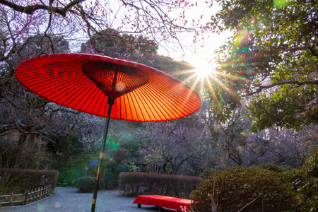 Japanese garden in the evening light with red plum blossoms and red Japanese umbrellasの写真素材