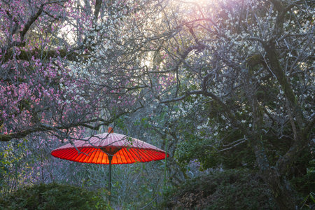 Japanese garden in the evening light with red plum blossoms and red Japanese umbrellasの写真素材