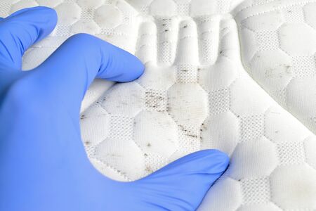 Hand showing dirt and mould spots on the mattress. Fungus on a white fabric. Blue medical glove.  の写真素材