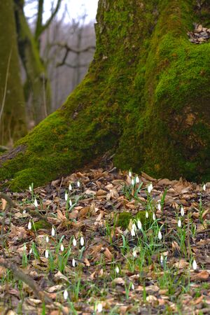 Snowdrop or galanthus flowers on the bottom of moss covered tree. Early spring forest nature. Deep background. Vertical.の写真素材