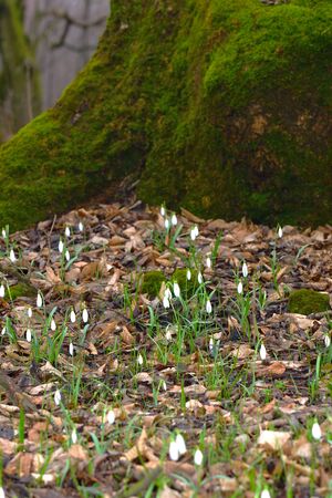 Snowdrop or galanthus flowers on the bottom of moss covered tree. Early spring forest nature. Vertical.の写真素材