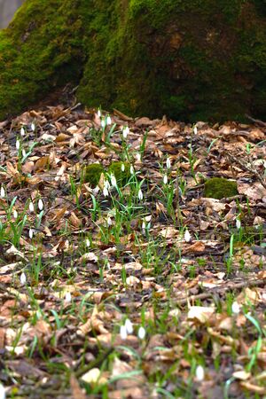 Early spring forest nature. Snowdrop or galanthus flowers on the bottom of moss covered tree.  Vertical.の写真素材
