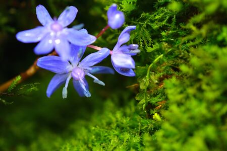 Wild scilla flower with vibrant moss micro greens on a background. Gentian-blue on a green color.の写真素材