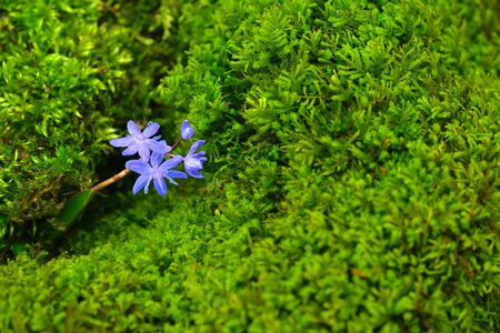 Wild squill flower with vibrant moss microgreens on a background. Gentian-blue on a green color. Copy-space on the right.の写真素材