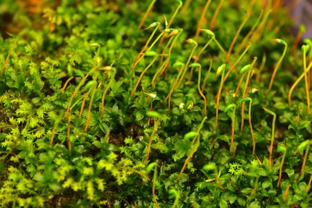 Forest moss close-up. Bright green color.