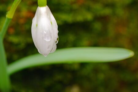 Snowdrop or galanthus flower on a soft background. Beautiful flower close-up.の写真素材
