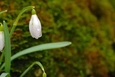 Snowdrop or galanthus flowers on the green moss background. Copy space on the right. Beautiful flower close-up.の写真素材