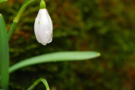 Snowdrop or galanthus flower on green moss background. Beautiful flower close-up.の写真素材
