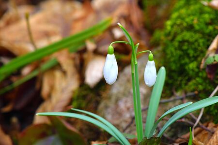 Galanthus or snowdrop flowers on the brown leaves background.の写真素材