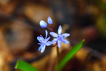 Wild gentian-blue scilla flower close-up. の写真素材